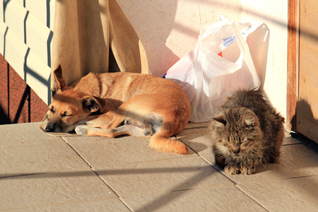 Pets sleep on the porch under the morning sunの写真素材