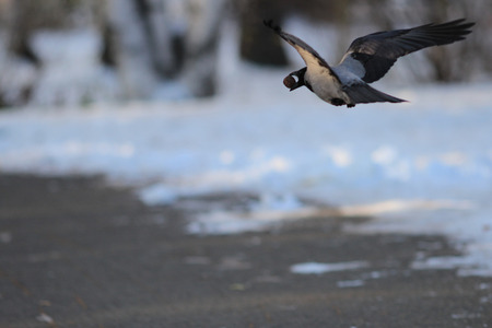 flying crow with a nut in its beakの写真素材