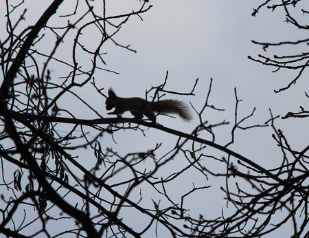 squirrel gnaws a nutletの写真素材