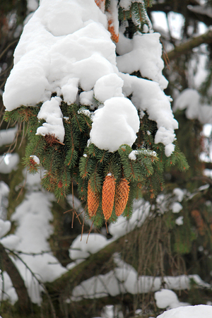 view of the winter park after heavy snowfallの写真素材
