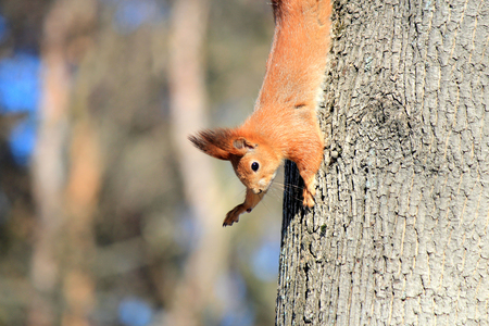 squirrel runs around the tree trunkの写真素材