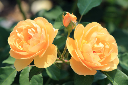 beautiful yellow rosesの写真素材