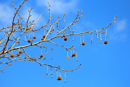 exotic spring tree against the blue skyの写真素材