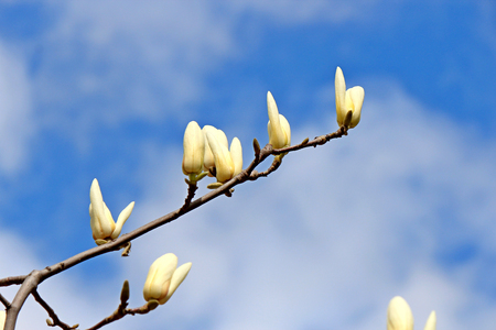 riot of flowering in early springの写真素材