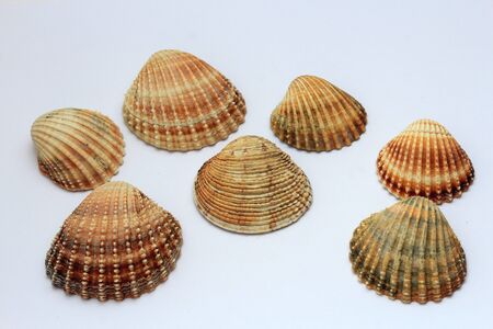 beautiful shells from the bottom of the deep sea