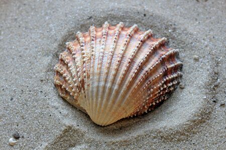 beautiful shells from the bottom of the deep sea