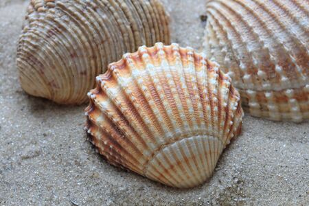 beautiful shells from the bottom of the deep seaの写真素材