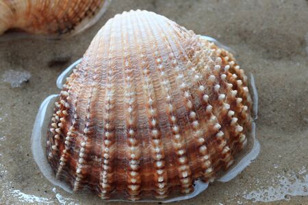 beautiful shells from the bottom of the deep sea