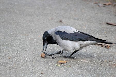 Crow tries to break nut about hard asphalt