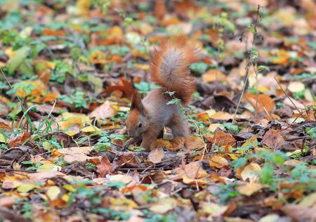 squirrel hides a delicious nut in the grassの写真素材