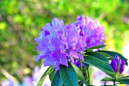 picturesque place in the Kiev Botanical Gardenの写真素材