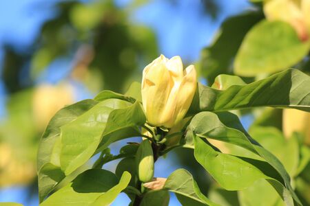 magnolia bloom in the Kiev Botanical Gardenの写真素材