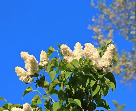 lilac bloom in the Kiev Botanical Gardenの写真素材