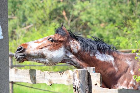 sad horse who wants to run freeの写真素材