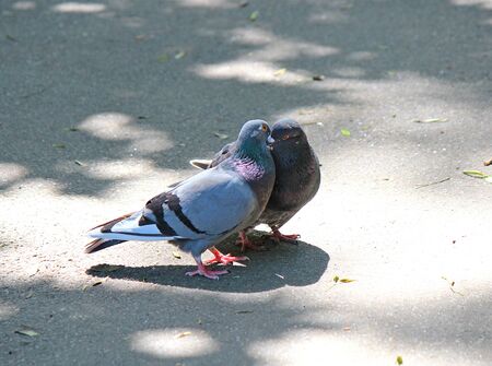 spring love and kisses of pigeons