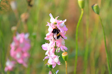 bumblebee enthusiastically absorbs nectar on a meadow flowerの写真素材