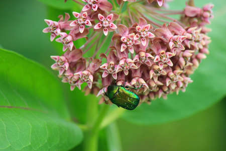 bright multicolored beetles eat nectar from meadow flowers