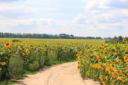 riot of ripening sunflowers in late summerの写真素材