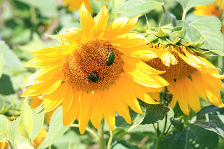 riot of ripening sunflowers in late summerの写真素材