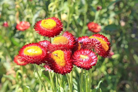 bright beautiful flowers in botanical gardenの写真素材