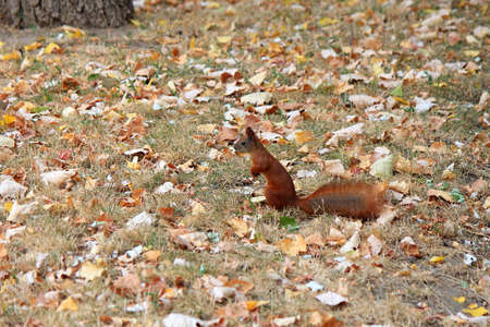 funny squirrel in a forest glade