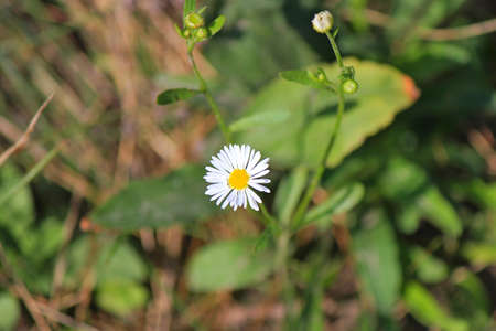 tender meadow chamomile in early autumn