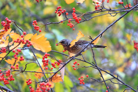 thrush enjoys the taste of ripe rowanの写真素材