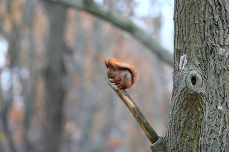 curious squirrel in the autumn parkの写真素材
