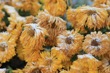 autumn flowers covered with the first snowの写真素材