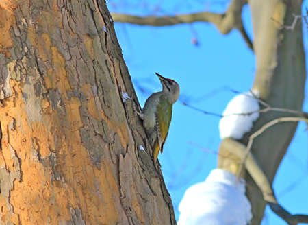 woodpecker removes the bug from the pine branchの写真素材