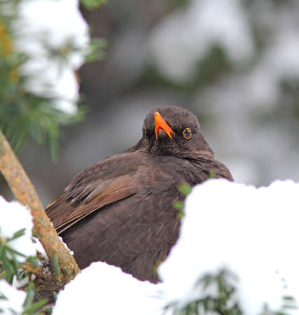 thrush against the backdrop of a snow-covered park