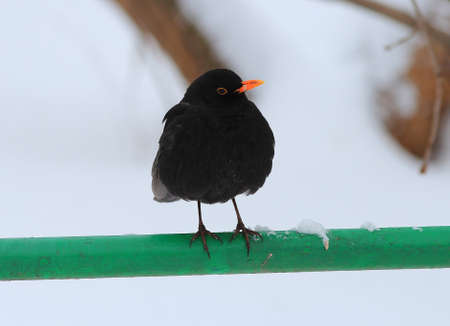 black thrush against the backdrop of a snow-covered park
