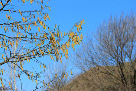 spring leafless trees with earrings against blue sky