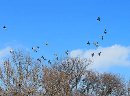 flight of a flock of pigeons against the background of the spring blue skyの写真素材