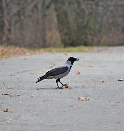 the titmouse takes food from hands