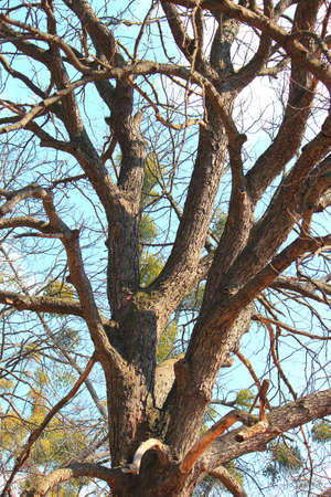 spring leafless trees in the botanical garden of Kiev