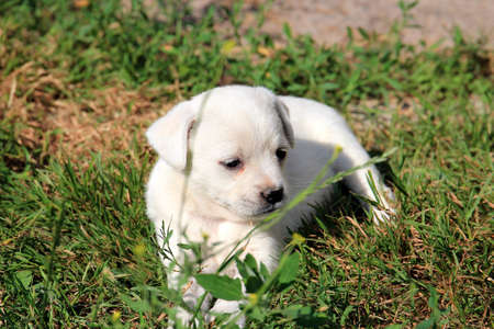 little puppy resting under the warm summer sunの写真素材