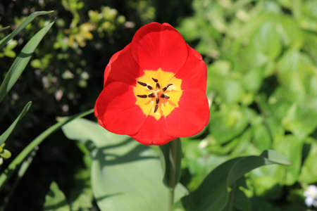 beautiful bright spring tulips in the garden bedの写真素材