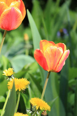beautiful bright spring tulips in the garden bedの写真素材