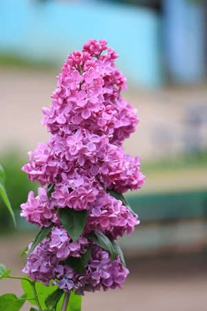 beautiful bright flowers of blossoming lilac