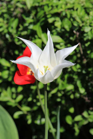 beautiful tulips in the garden of the city parkの写真素材