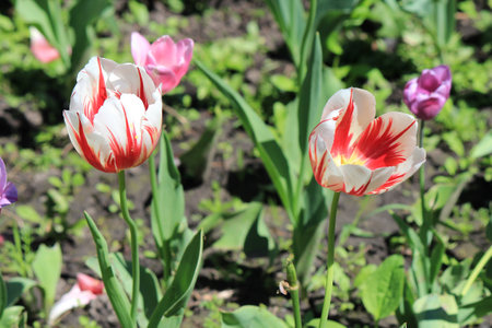 beautiful tulips in the garden of the city parkの写真素材