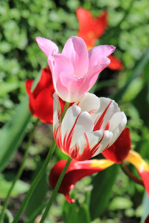 beautiful tulips in the garden of the city parkの写真素材