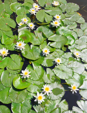 bright summer lilies in the pond of city gardenの写真素材