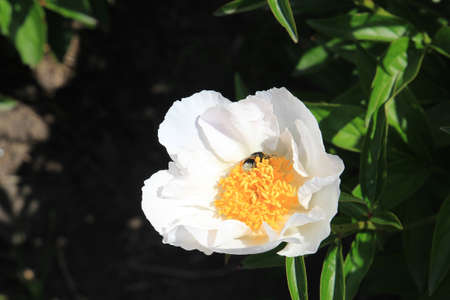 bright beautiful summer peonies in the botanical garden
