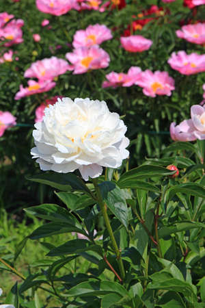 bright beautiful summer peonies in the botanical gardenの写真素材