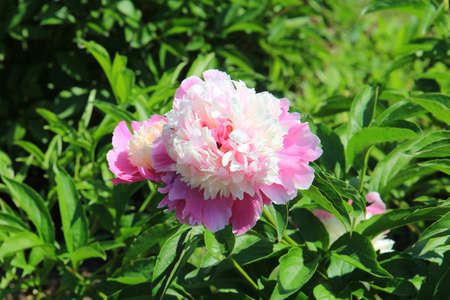 bright beautiful summer peonies in the botanical gardenの写真素材