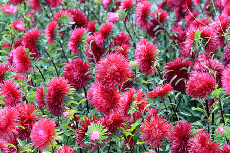 riot of bright autumn flowers