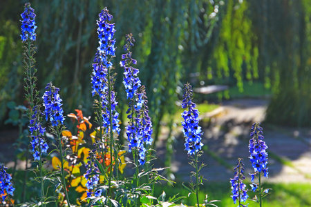 charming, cute flowers in the autumn botanical garden