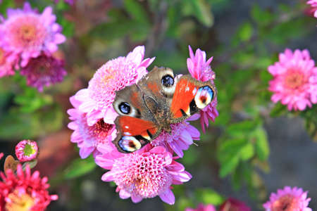 exotic sketches of autumn nature in the Kiev Botanical Gardenの写真素材